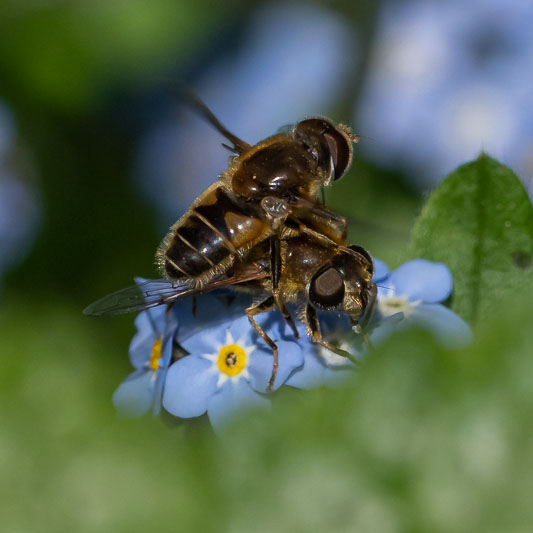 Eristalis nemorum-200355.jpg